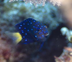Jeweled Damselfish taken with a Nikon D200 in an Ikelite ... by Don Bricker 